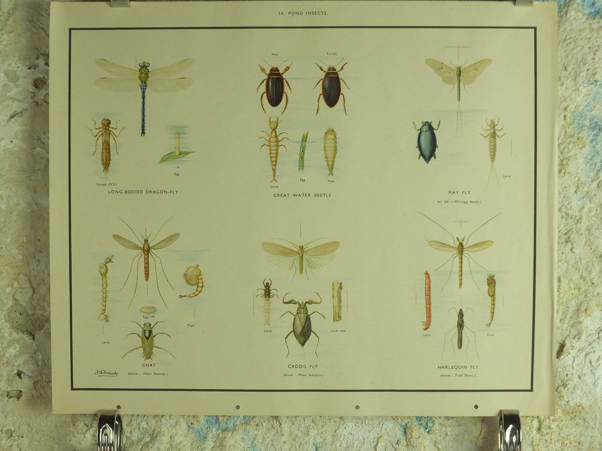 Original Vintage Macmillan Pond Insects Nature Educational Poster Dragonfly Water Beetle May Fly Gnat Caddis Fly print wall art 1950s