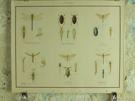 Original Vintage Macmillan Pond Insects Nature Educational Poster Dragonfly Water Beetle May Fly Gnat Caddis Fly print wall art 1950s