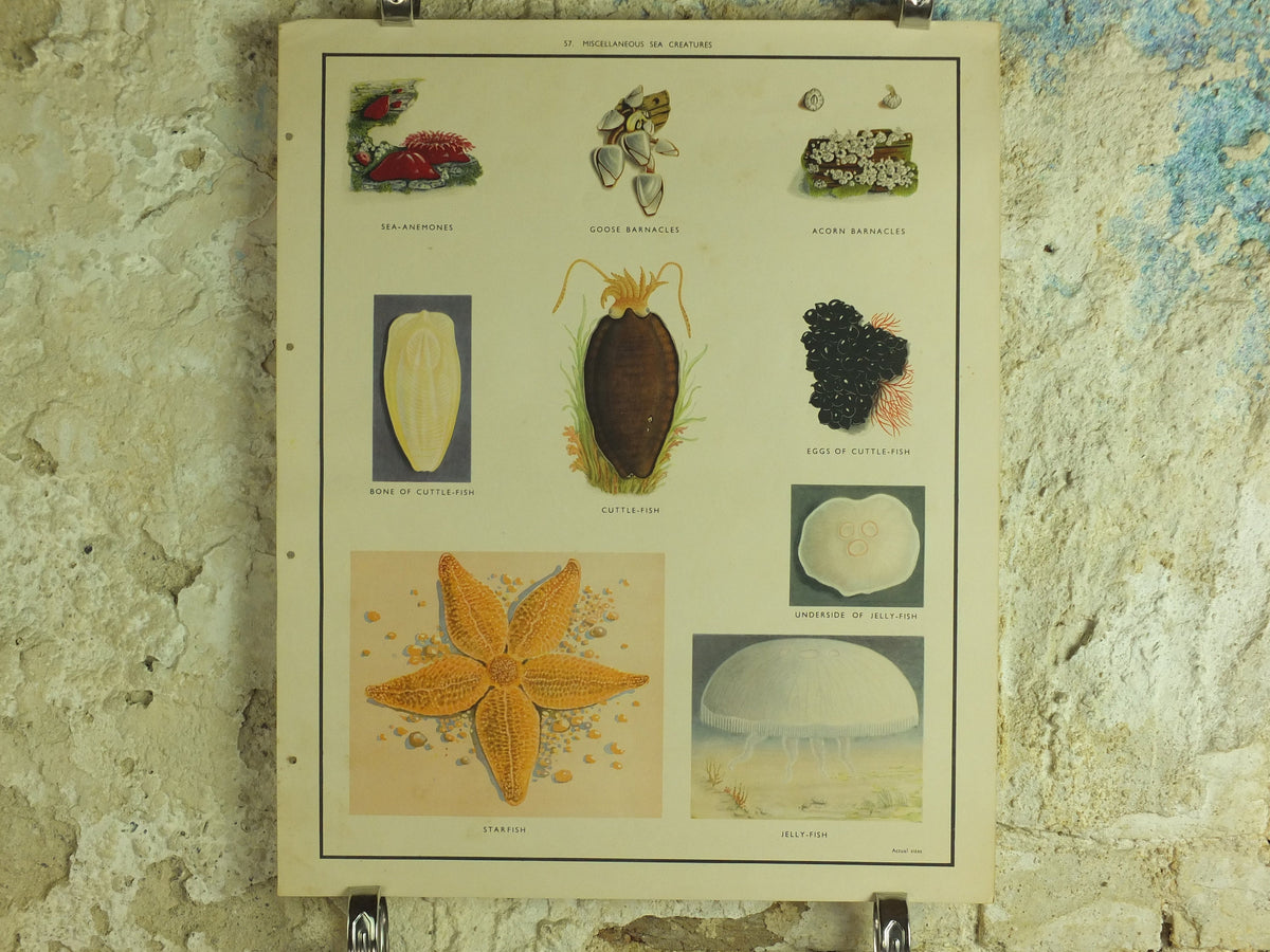 Original Vintage Macmillan Sea Creatures Nature Educational Poster Starfish Jellyfish Anenomes Cuttlefish print wall art 1950s