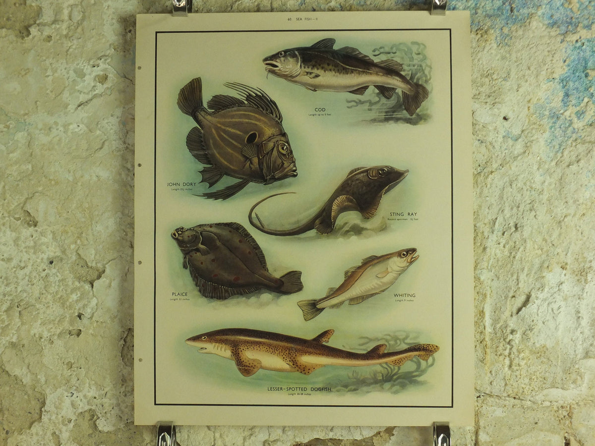 Original Vintage Macmillan Sea Fish Nature Educational Poster Cod John Dory Stingray Plaice Whiting Dogfish Ichthyology print wall art 1950s
