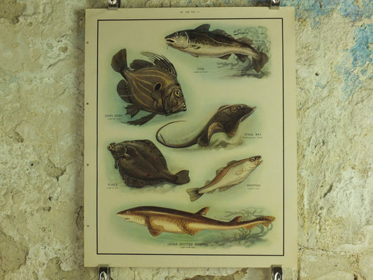 Original Vintage Macmillan Sea Fish Nature Educational Poster Cod John Dory Stingray Plaice Whiting Dogfish Ichthyology print wall art 1950s