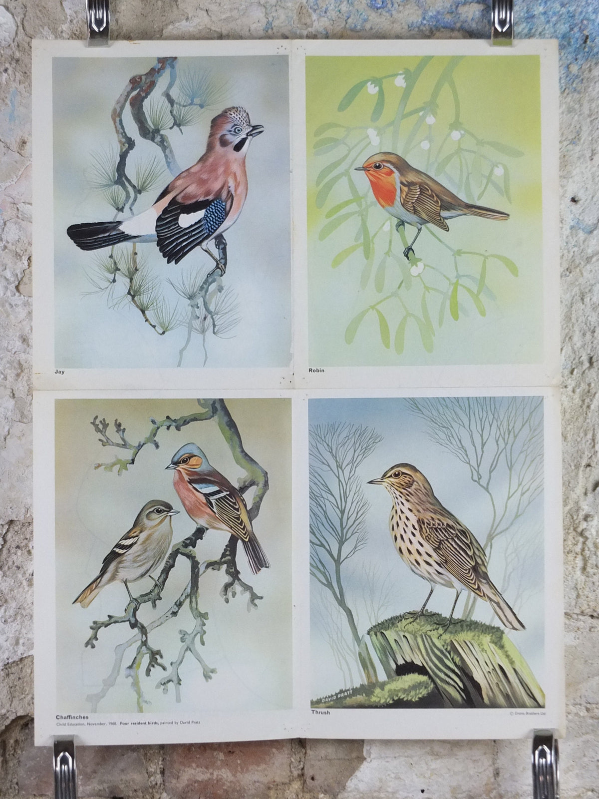 1968 Child Education Bird Poster, Jay, Robin, Chaffinches, Thrush, Ornithology, wildlife, mid century print, wall art
