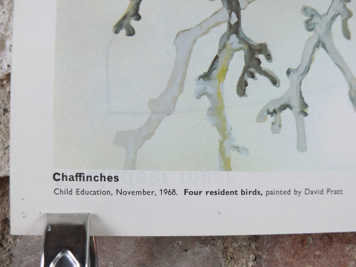 1968 Child Education Bird Poster, Jay, Robin, Chaffinches, Thrush, Ornithology, wildlife, mid century print, wall art