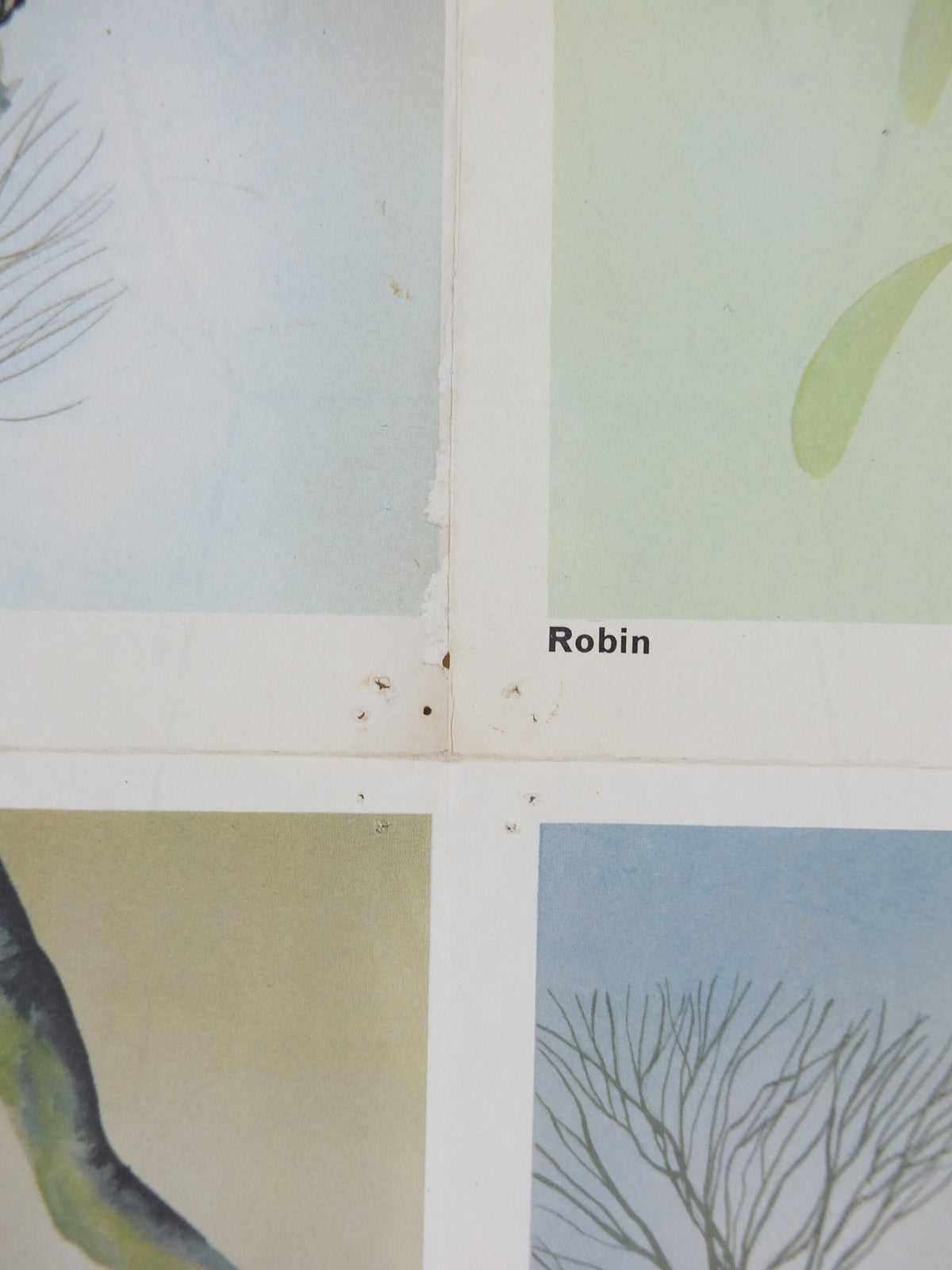 1968 Child Education Bird Poster, Jay, Robin, Chaffinches, Thrush, Ornithology, wildlife, mid century print, wall art