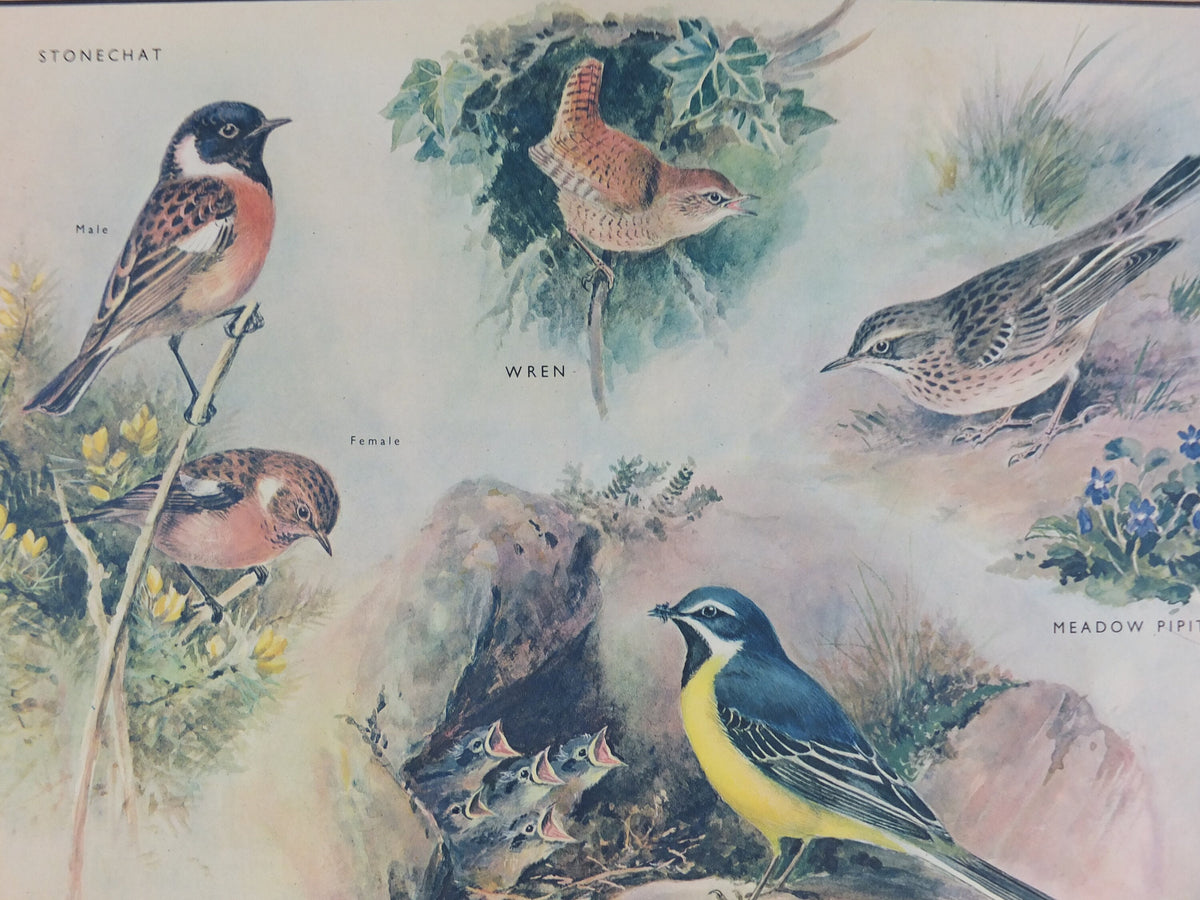 Original Vintage Macmillan Birds Nature Educational Poster Stonechat Wren Pied Pipit Grey Wagtail Skylark print wall art ornithology 1950s