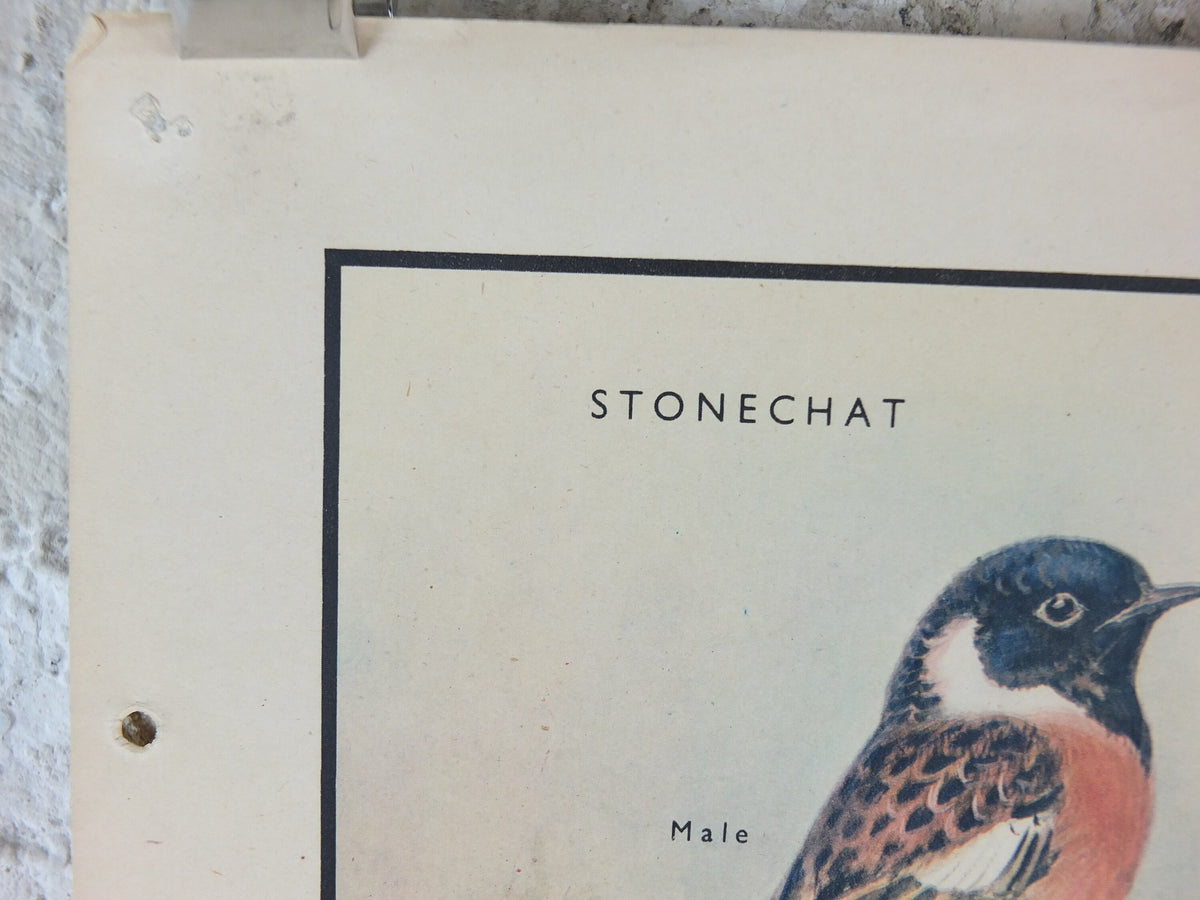 Original Vintage Macmillan Birds Nature Educational Poster Stonechat Wren Pied Pipit Grey Wagtail Skylark print wall art ornithology 1950s