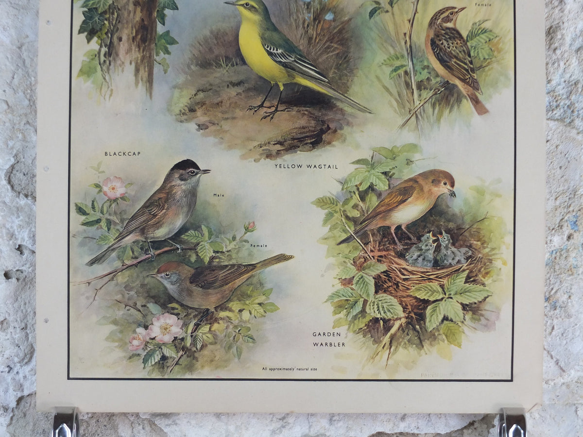 Original Vintage Macmillan Birds Nature Educational Poster Flycatcher Winchat Chiff Chaff Blackcap Warbler print wall art ornithology 1950s