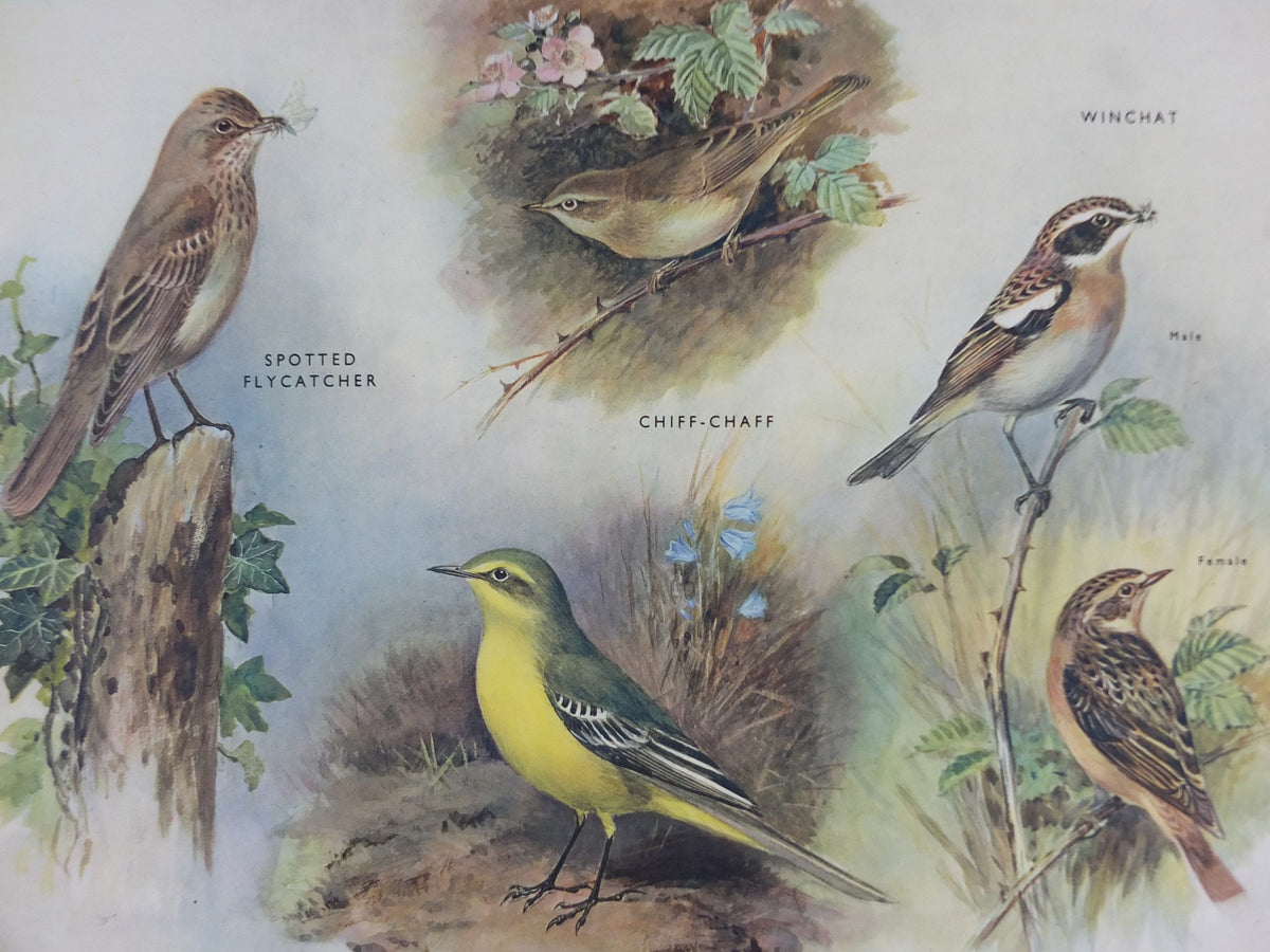 Original Vintage Macmillan Birds Nature Educational Poster Flycatcher Winchat Chiff Chaff Blackcap Warbler print wall art ornithology 1950s