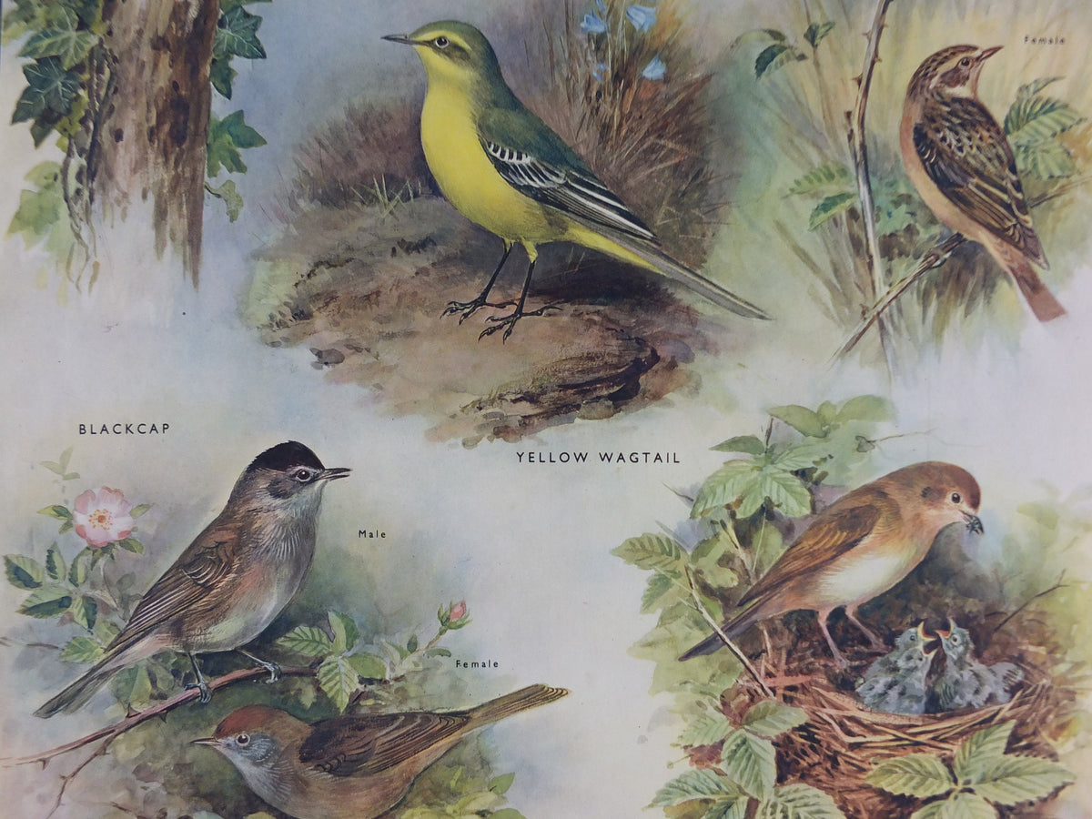 Original Vintage Macmillan Birds Nature Educational Poster Flycatcher Winchat Chiff Chaff Blackcap Warbler print wall art ornithology 1950s