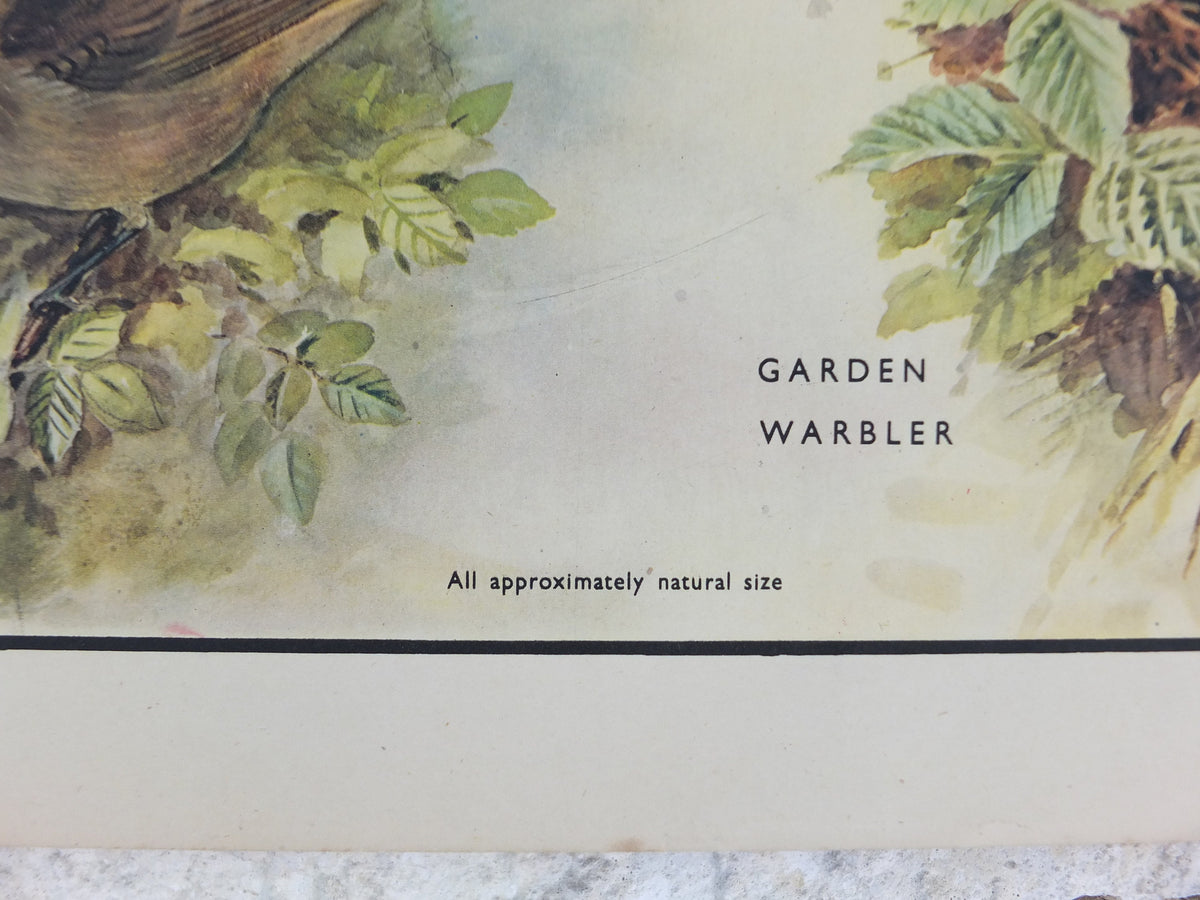 Original Vintage Macmillan Birds Nature Educational Poster Flycatcher Winchat Chiff Chaff Blackcap Warbler print wall art ornithology 1950s