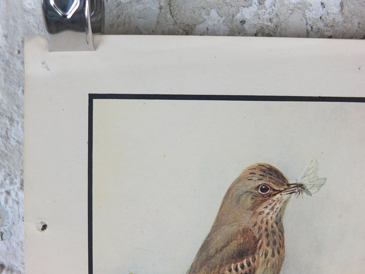 Original Vintage Macmillan Birds Nature Educational Poster Flycatcher Winchat Chiff Chaff Blackcap Warbler print wall art ornithology 1950s