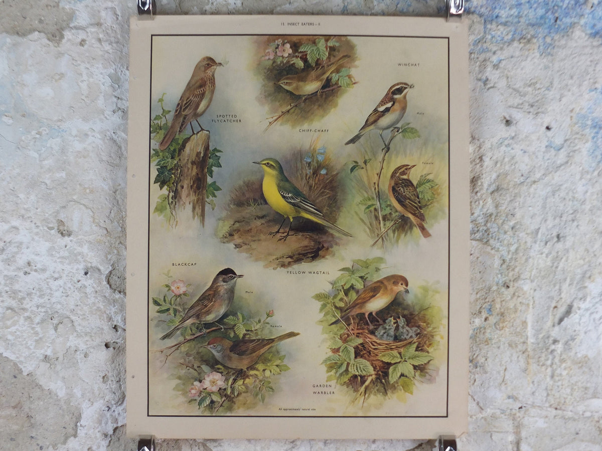 Original Vintage Macmillan Birds Nature Educational Poster Flycatcher Winchat Chiff Chaff Blackcap Warbler print wall art ornithology 1950s