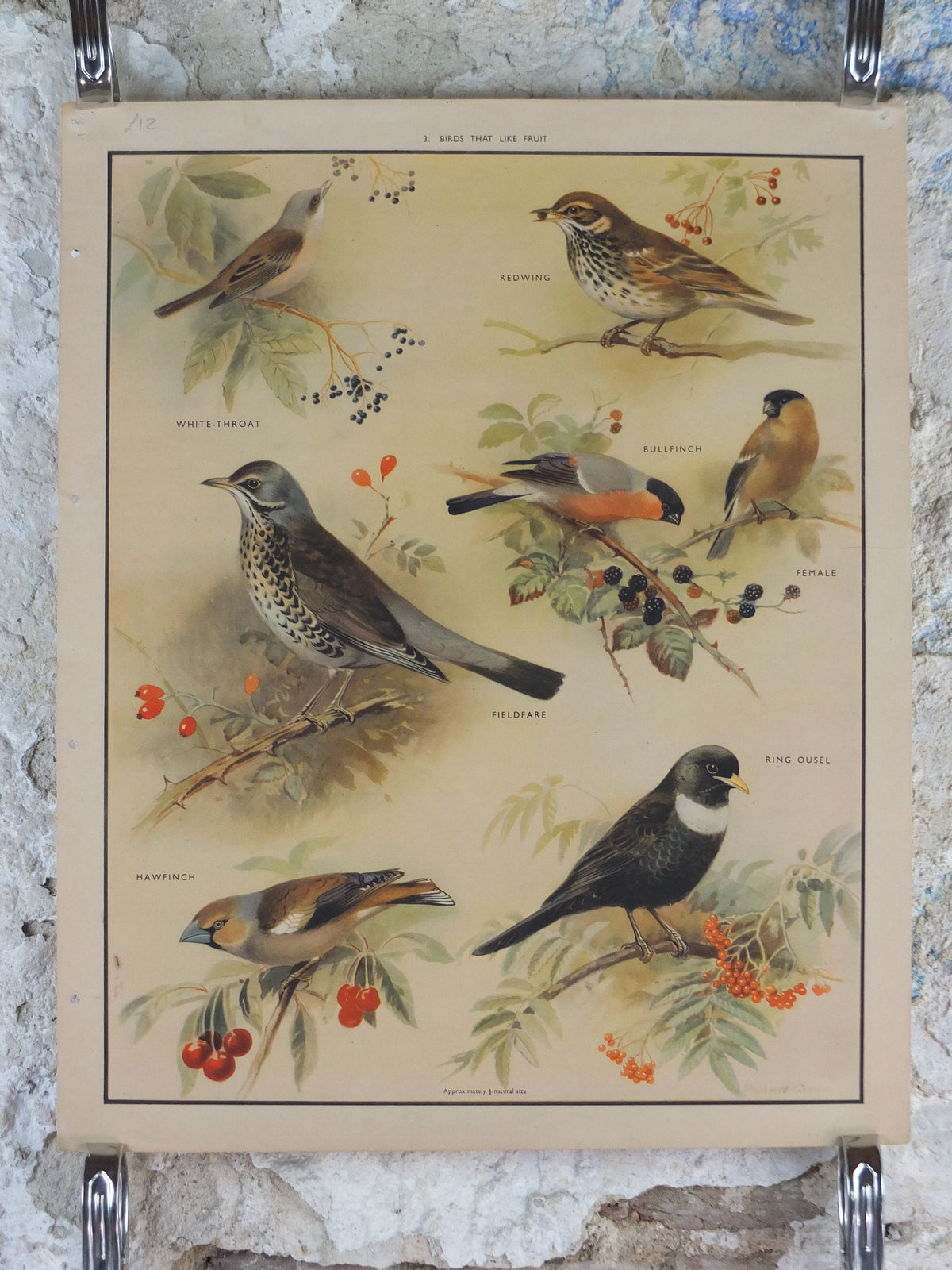 Original Vintage Macmillan Birds Nature Educational Poster White Throat Redwing Fieldfare Hawfinch Ring print wall art ornithology 1950s