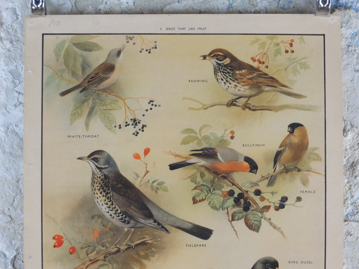 Original Vintage Macmillan Birds Nature Educational Poster White Throat Redwing Fieldfare Hawfinch Ring print wall art ornithology 1950s