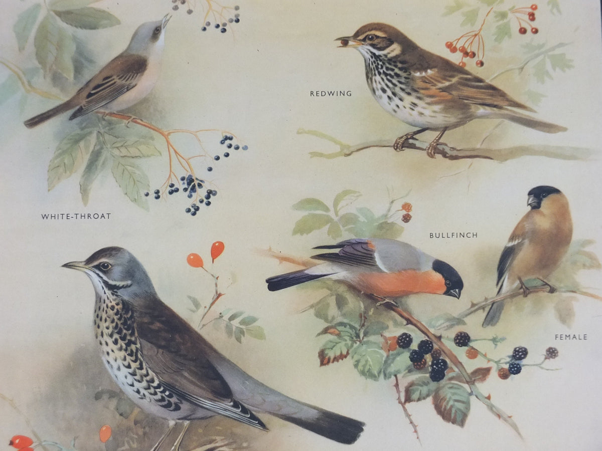 Original Vintage Macmillan Birds Nature Educational Poster White Throat Redwing Fieldfare Hawfinch Ring print wall art ornithology 1950s
