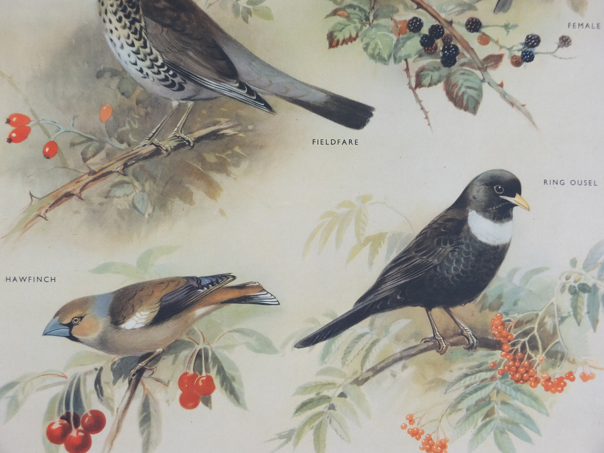 Original Vintage Macmillan Birds Nature Educational Poster White Throat Redwing Fieldfare Hawfinch Ring print wall art ornithology 1950s