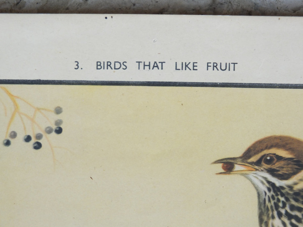 Original Vintage Macmillan Birds Nature Educational Poster White Throat Redwing Fieldfare Hawfinch Ring print wall art ornithology 1950s