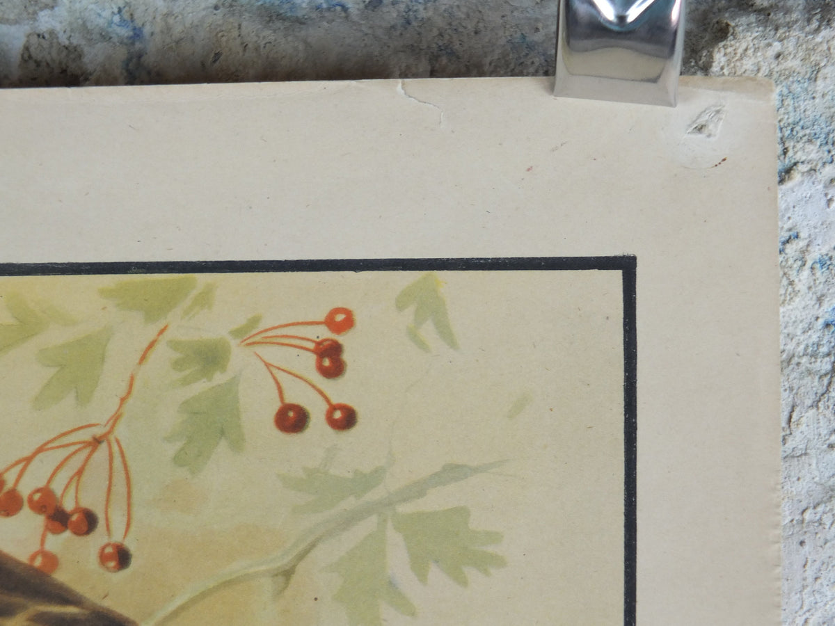 Original Vintage Macmillan Birds Nature Educational Poster White Throat Redwing Fieldfare Hawfinch Ring print wall art ornithology 1950s