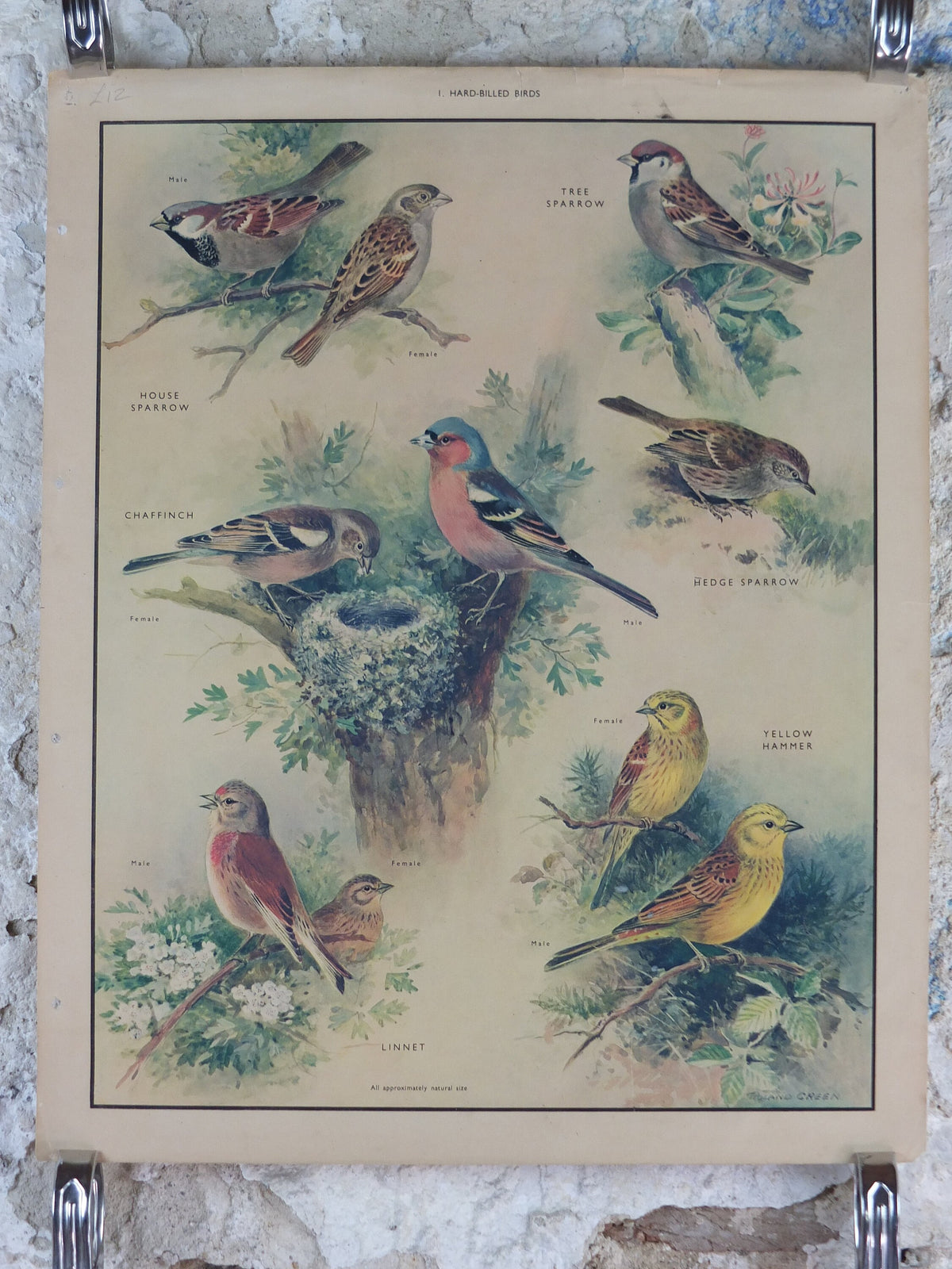 Original Vintage Macmillan Birds Nature Educational Poster House Sparrow Chaffinch Yellow Hammer Linnet print wall art ornithology 1950s