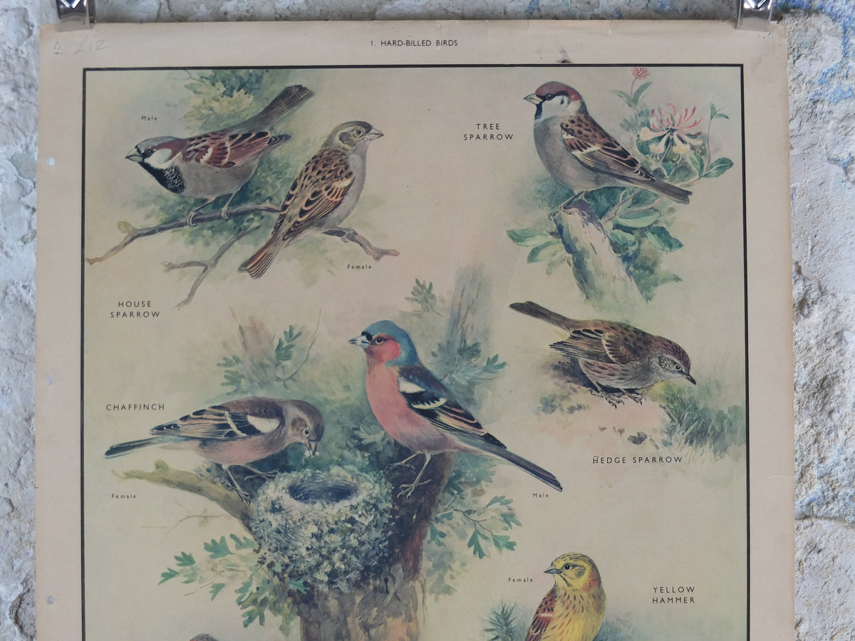 Original Vintage Macmillan Birds Nature Educational Poster House Sparrow Chaffinch Yellow Hammer Linnet print wall art ornithology 1950s