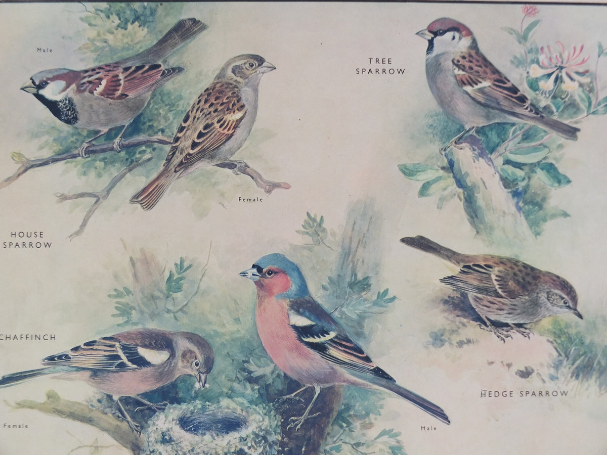 Original Vintage Macmillan Birds Nature Educational Poster House Sparrow Chaffinch Yellow Hammer Linnet print wall art ornithology 1950s