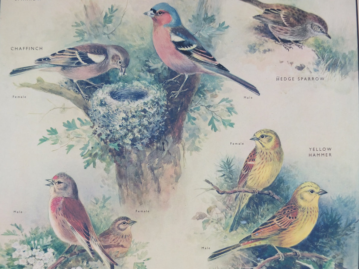 Original Vintage Macmillan Birds Nature Educational Poster House Sparrow Chaffinch Yellow Hammer Linnet print wall art ornithology 1950s