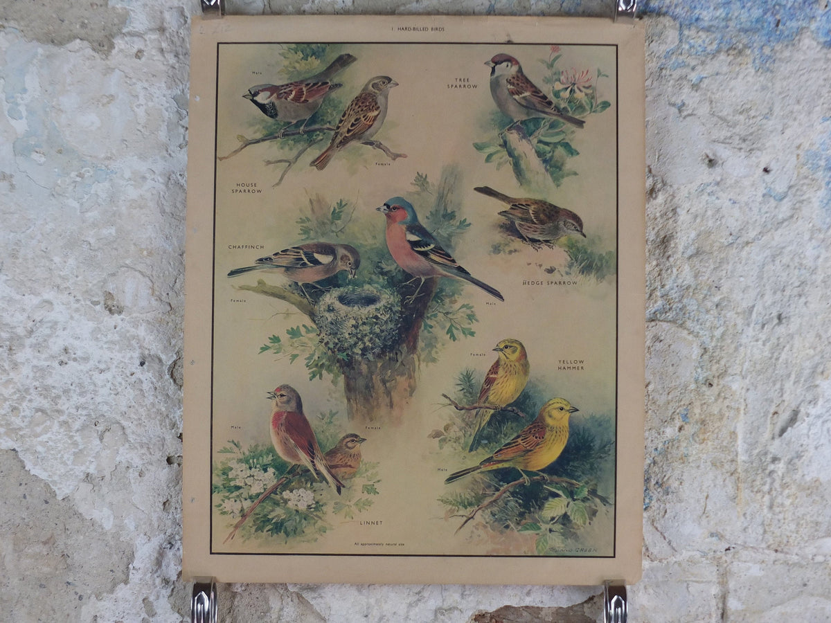 Original Vintage Macmillan Birds Nature Educational Poster House Sparrow Chaffinch Yellow Hammer Linnet print wall art ornithology 1950s