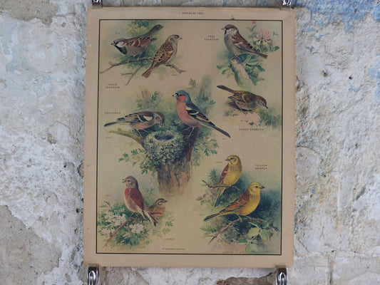 Original Vintage Macmillan Birds Nature Educational Poster House Sparrow Chaffinch Yellow Hammer Linnet print wall art ornithology 1950s