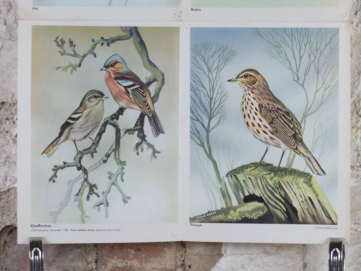 1968 Child Education Bird Poster, Jay, Robin, Chaffinches, Thrush, Ornithology, wildlife, mid century print, wall art