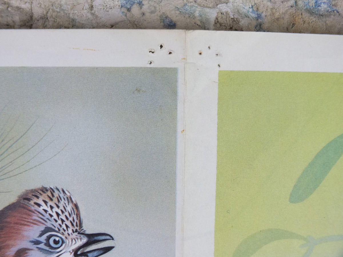 1968 Child Education Bird Poster, Jay, Robin, Chaffinches, Thrush, Ornithology, wildlife, mid century print, wall art