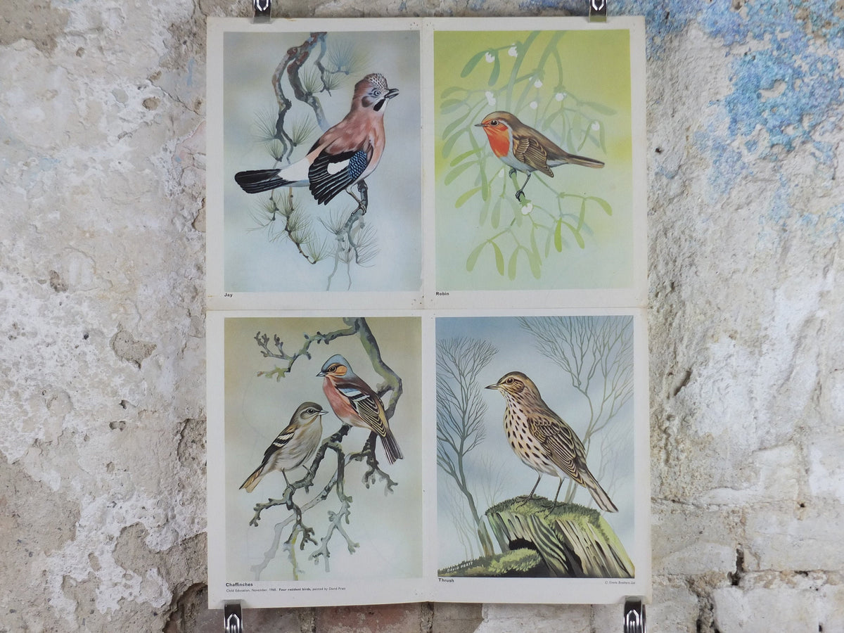 1968 Child Education Bird Poster, Jay, Robin, Chaffinches, Thrush, Ornithology, wildlife, mid century print, wall art