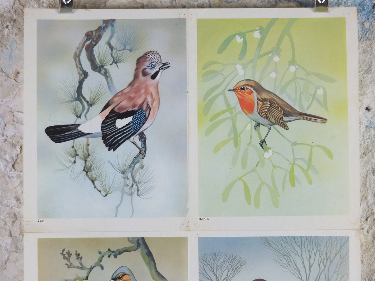 1968 Child Education Bird Poster, Jay, Robin, Chaffinches, Thrush, Ornithology, wildlife, mid century print, wall art