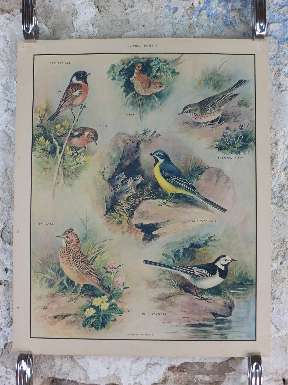 Original Vintage Macmillan Birds Nature Educational Poster Stonechat Wren Pied Pipit Grey Wagtail Skylark print wall art ornithology 1950s