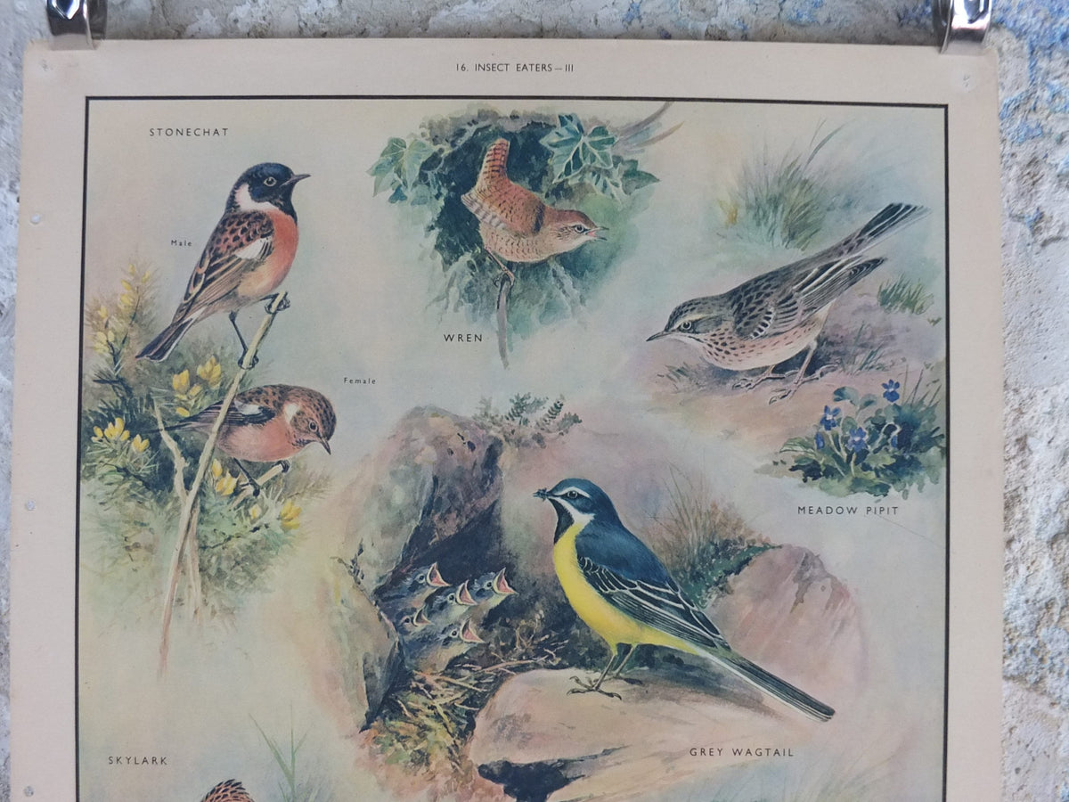 Original Vintage Macmillan Birds Nature Educational Poster Stonechat Wren Pied Pipit Grey Wagtail Skylark print wall art ornithology 1950s