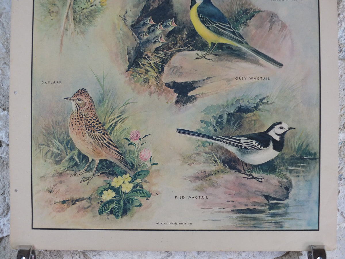 Original Vintage Macmillan Birds Nature Educational Poster Stonechat Wren Pied Pipit Grey Wagtail Skylark print wall art ornithology 1950s