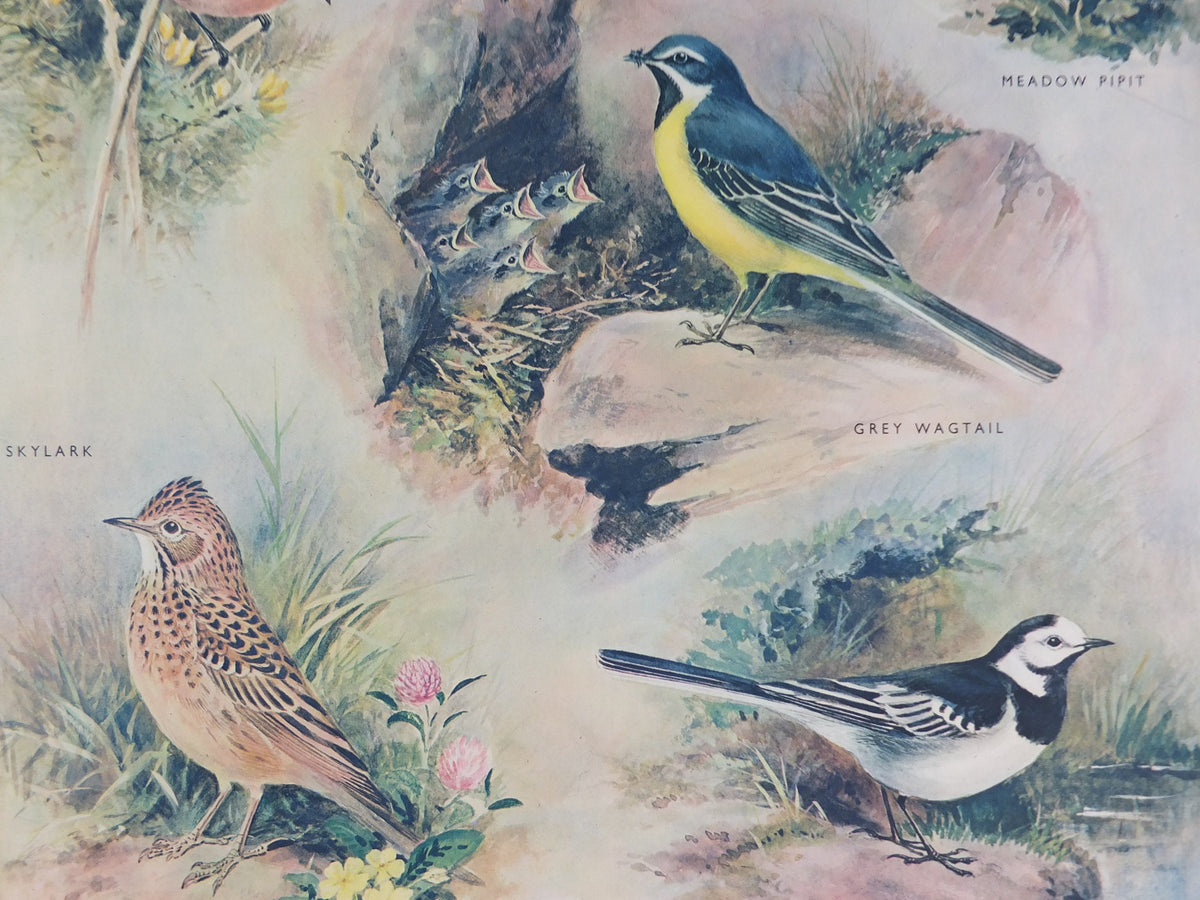 Original Vintage Macmillan Birds Nature Educational Poster Stonechat Wren Pied Pipit Grey Wagtail Skylark print wall art ornithology 1950s
