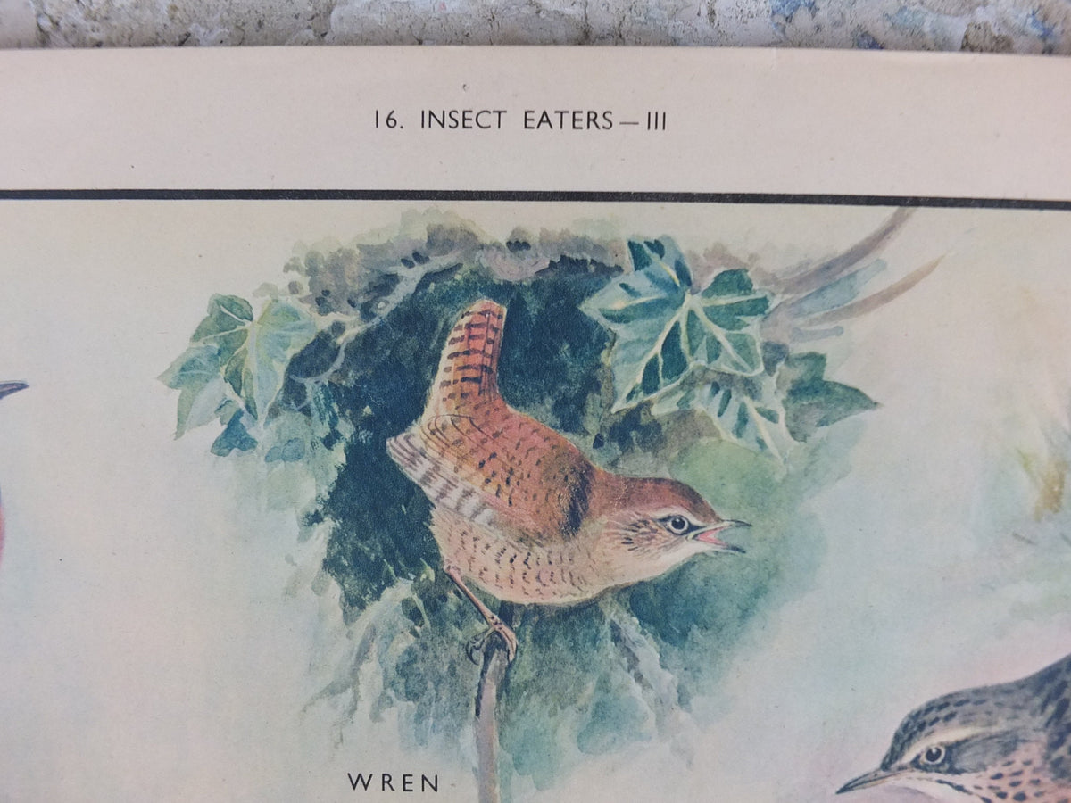 Original Vintage Macmillan Birds Nature Educational Poster Stonechat Wren Pied Pipit Grey Wagtail Skylark print wall art ornithology 1950s