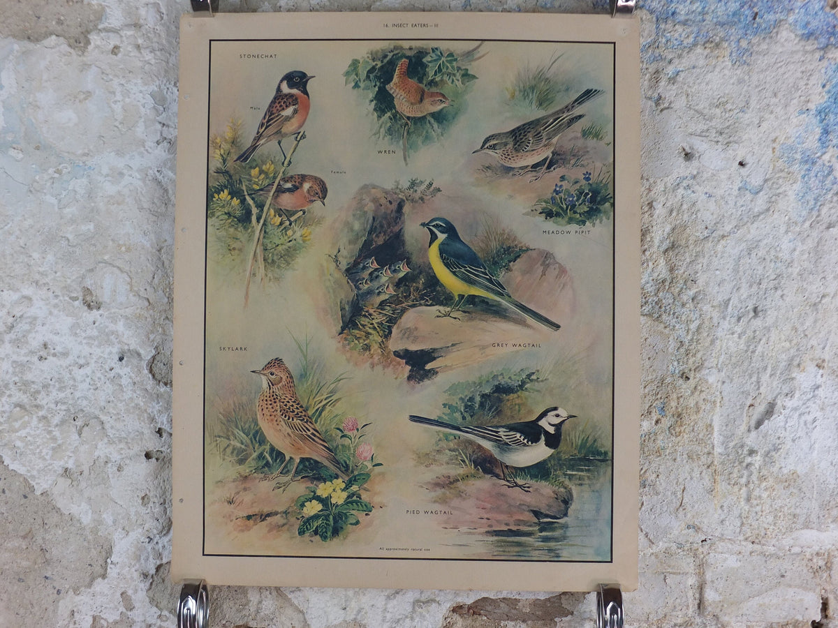 Original Vintage Macmillan Birds Nature Educational Poster Stonechat Wren Pied Pipit Grey Wagtail Skylark print wall art ornithology 1950s