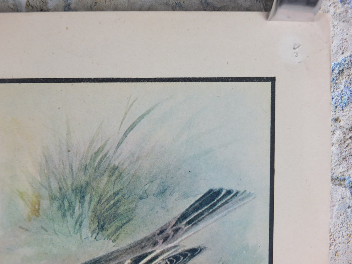 Original Vintage Macmillan Birds Nature Educational Poster Stonechat Wren Pied Pipit Grey Wagtail Skylark print wall art ornithology 1950s