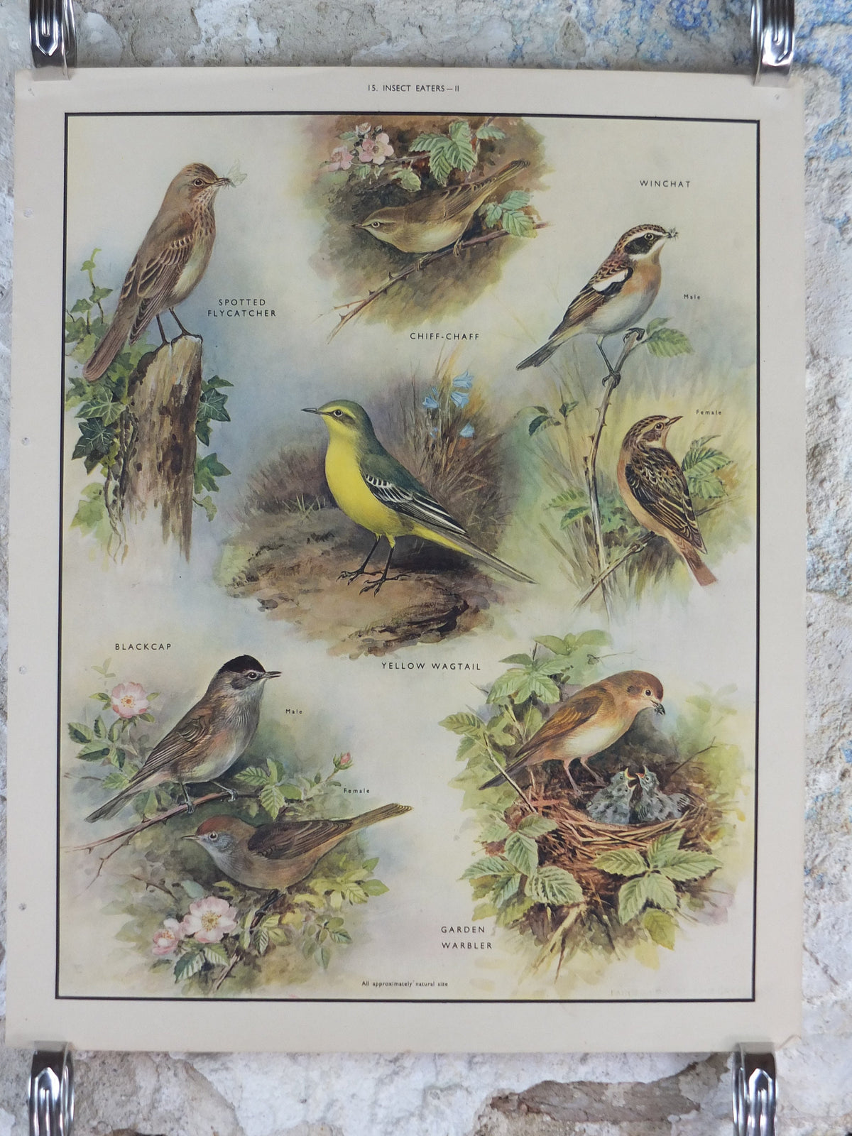 Original Vintage Macmillan Birds Nature Educational Poster Flycatcher Winchat Chiff Chaff Blackcap Warbler print wall art ornithology 1950s