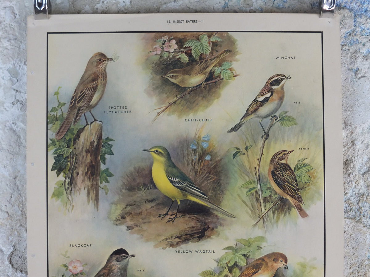 Original Vintage Macmillan Birds Nature Educational Poster Flycatcher Winchat Chiff Chaff Blackcap Warbler print wall art ornithology 1950s