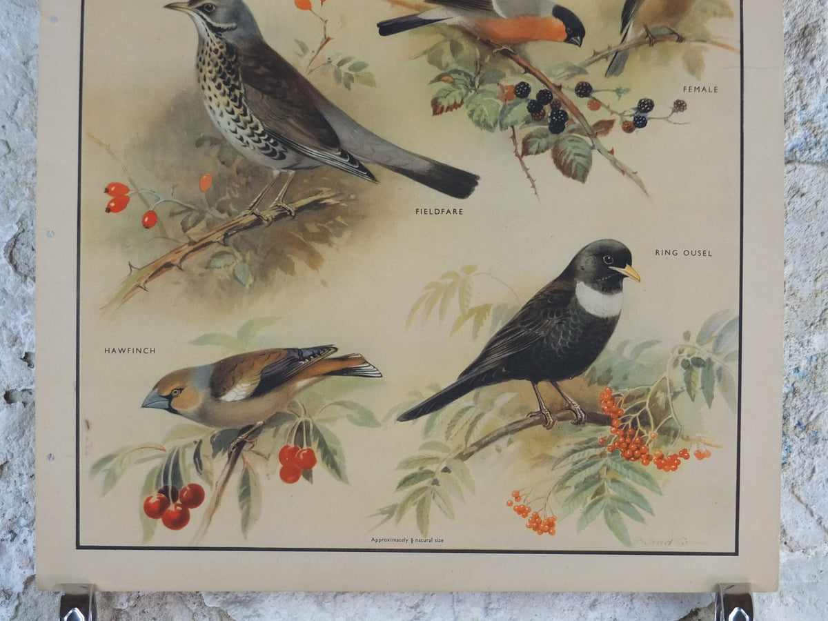 Original Vintage Macmillan Birds Nature Educational Poster White Throat Redwing Fieldfare Hawfinch Ring print wall art ornithology 1950s