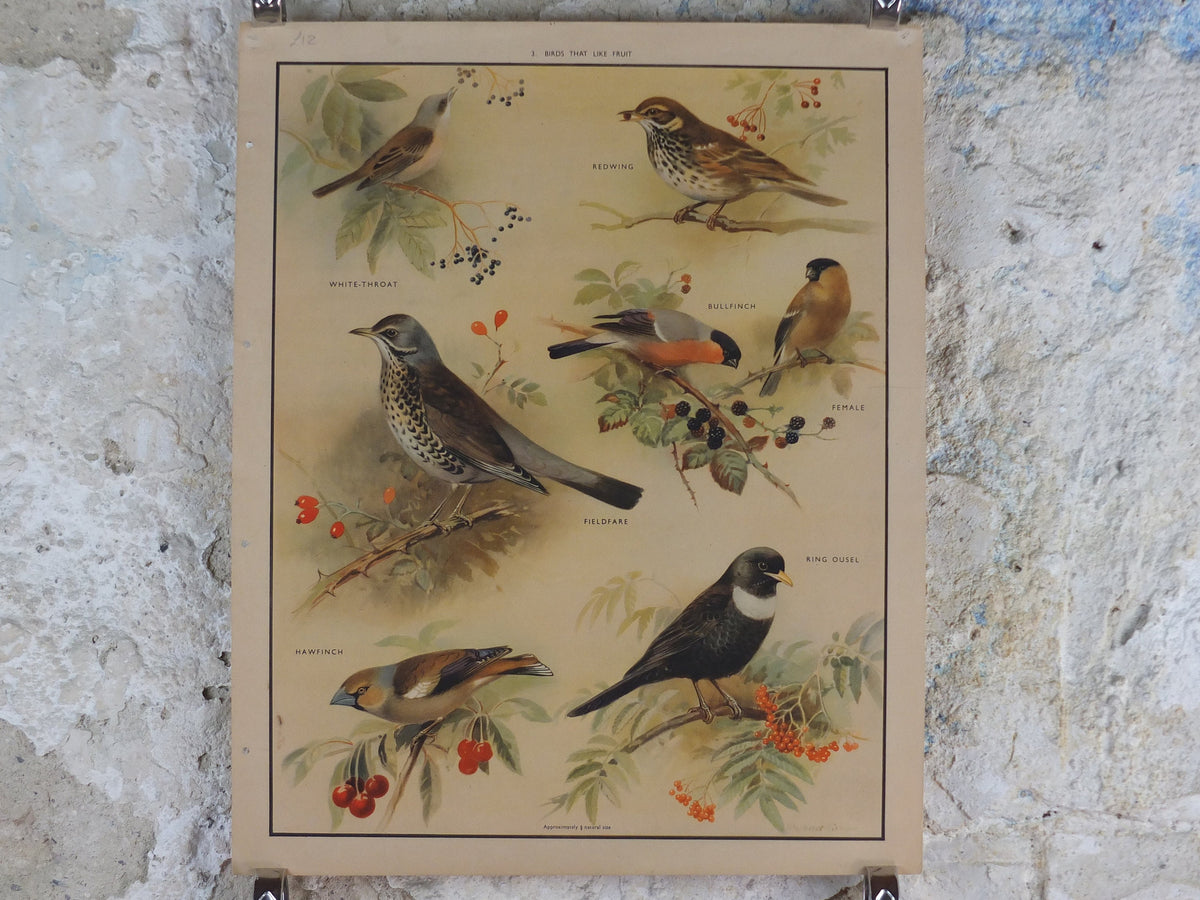 Original Vintage Macmillan Birds Nature Educational Poster White Throat Redwing Fieldfare Hawfinch Ring print wall art ornithology 1950s