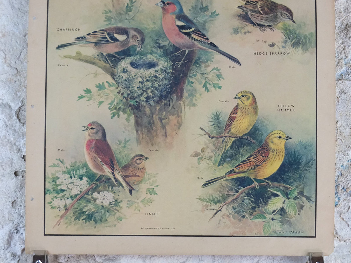 Original Vintage Macmillan Birds Nature Educational Poster House Sparrow Chaffinch Yellow Hammer Linnet print wall art ornithology 1950s