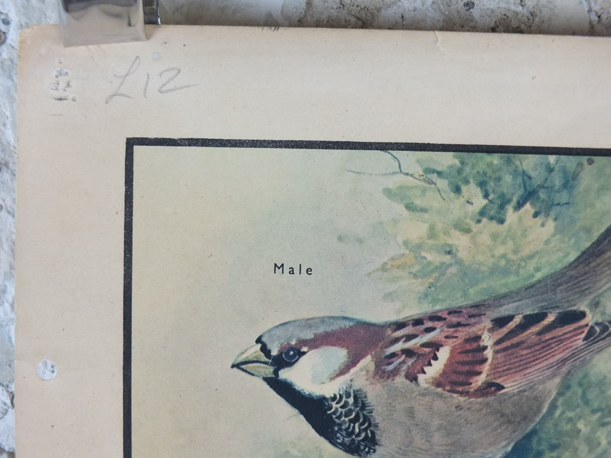 Original Vintage Macmillan Birds Nature Educational Poster House Sparrow Chaffinch Yellow Hammer Linnet print wall art ornithology 1950s