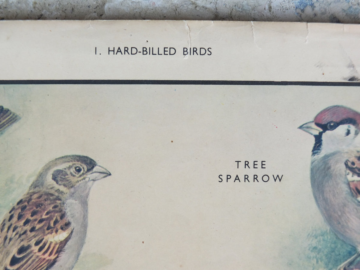 Original Vintage Macmillan Birds Nature Educational Poster House Sparrow Chaffinch Yellow Hammer Linnet print wall art ornithology 1950s