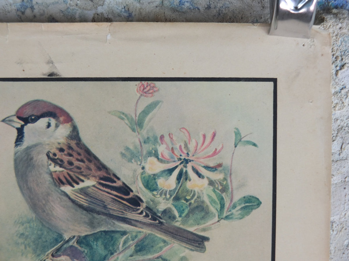 Original Vintage Macmillan Birds Nature Educational Poster House Sparrow Chaffinch Yellow Hammer Linnet print wall art ornithology 1950s
