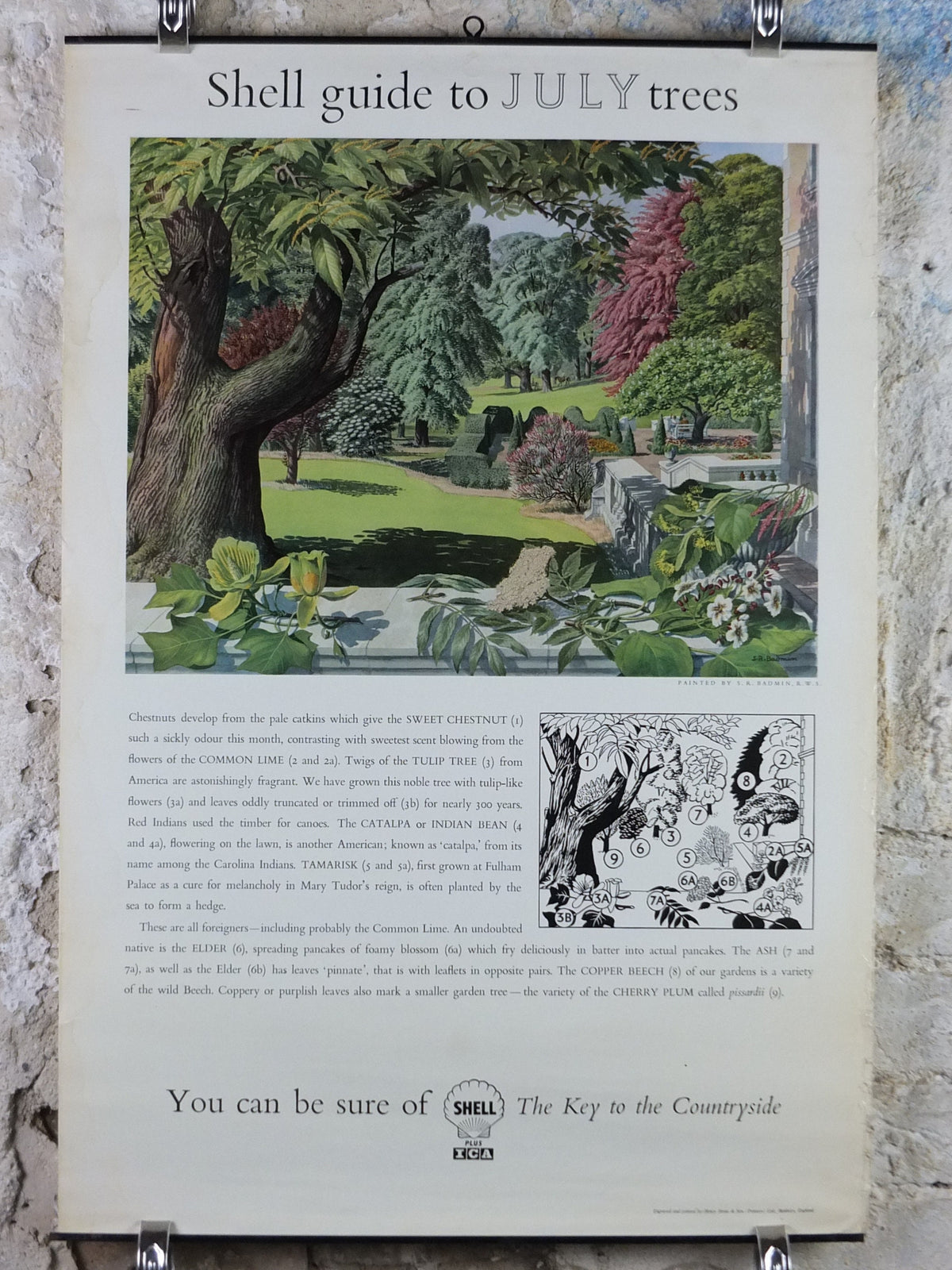 Vintage Shell Guide to July Trees Poster, botanical school education, wall art decor by S.R. Badmin 1950s