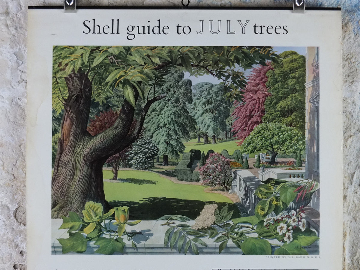 Vintage Shell Guide to July Trees Poster, botanical school education, wall art decor by S.R. Badmin 1950s