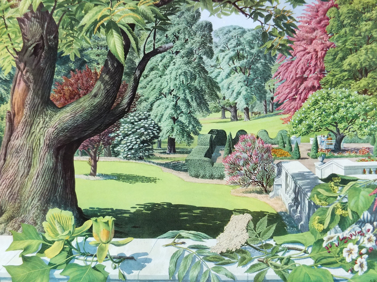 Vintage Shell Guide to July Trees Poster, botanical school education, wall art decor by S.R. Badmin 1950s
